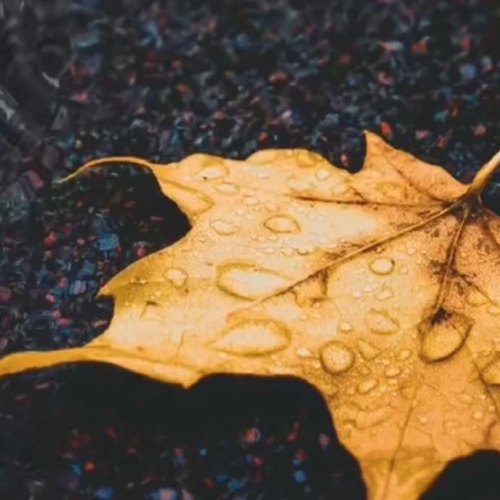 大陆 通宣理肺丸