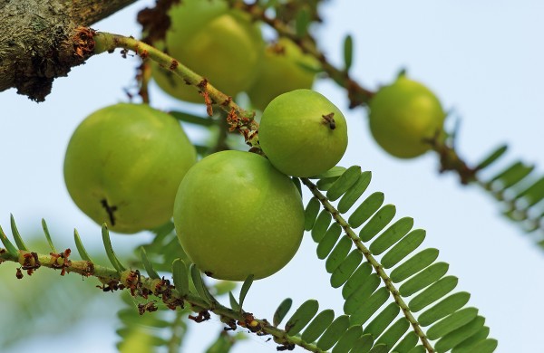 伊春 地红霉素肠溶胶囊