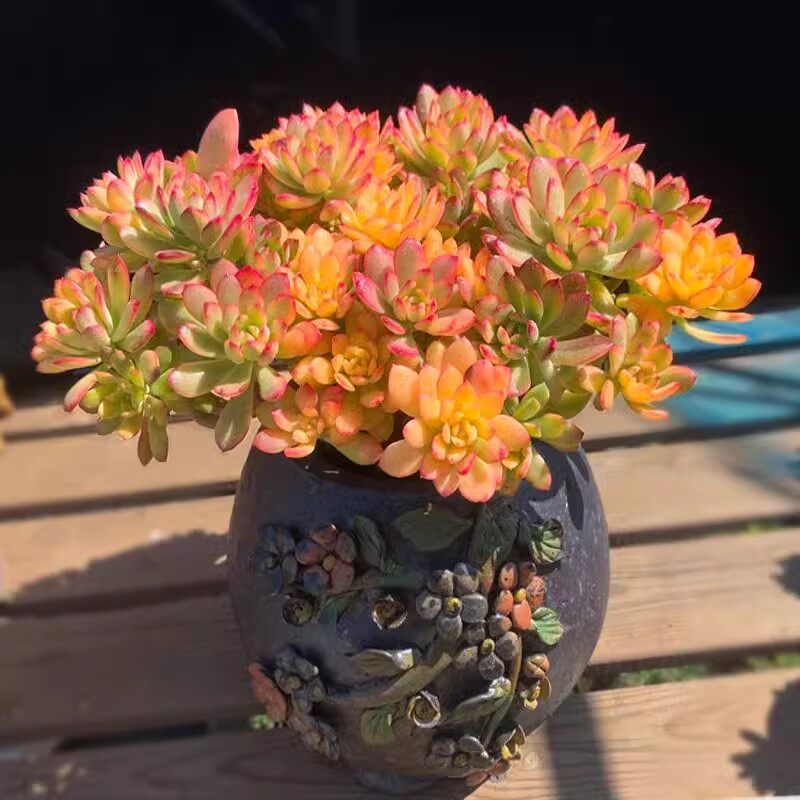 同仁堂 精制狗皮膏