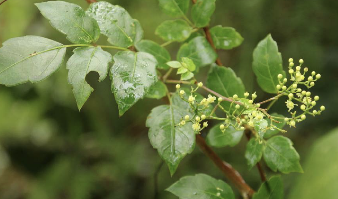 荣赛 显齿蛇葡萄总黄酮含片