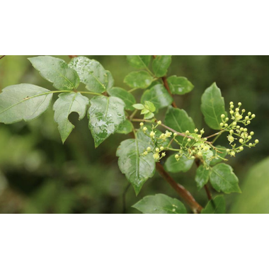 荣赛 显齿蛇葡萄总黄酮含片 1克×2板×6片 陕西白鹿制药股份有限公司