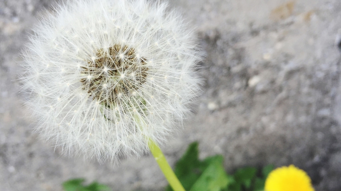 心诚 蒲公英颗粒