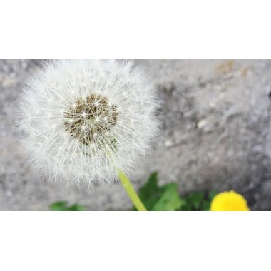 心诚 蒲公英颗粒 5克×12袋 江西心诚药业有限公司