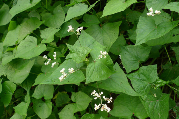 晨牌 金荞麦咀嚼片