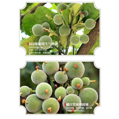 昆明中药 橘红丸 7.2g*12袋 昆明中药厂有限公司