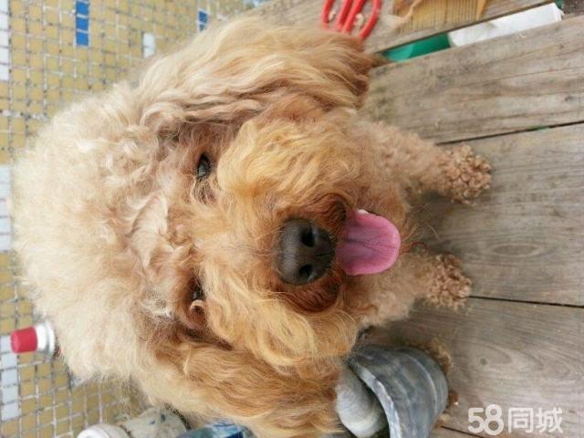 维尔欣 益心巴迪然吉布亚颗粒