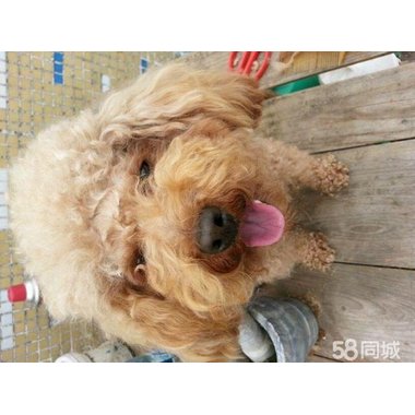 维尔欣 益心巴迪然吉布亚颗粒 3克×10袋 芜湖绿叶制药有限公司