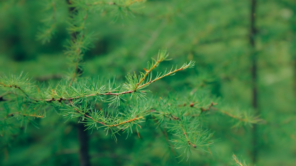 易能清 协日嘎四味汤胶囊