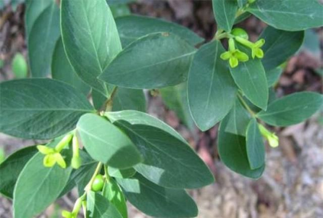 盛翔 了哥王颗粒