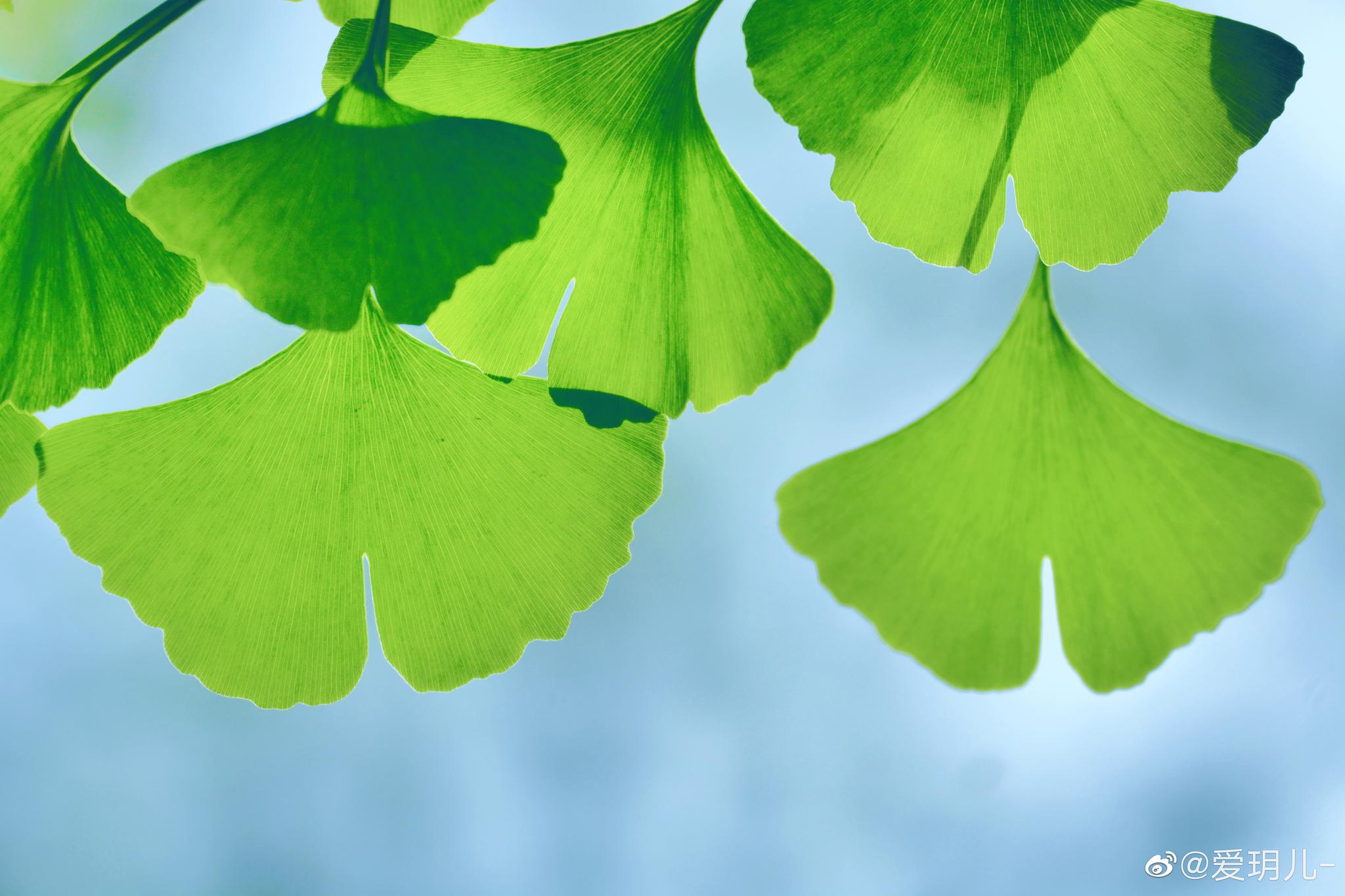 多培康 银杏叶片