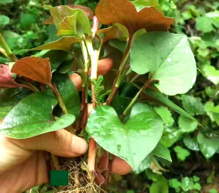 青峰 复方鱼腥草片