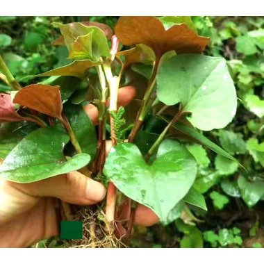 青峰 复方鱼腥草片 1克×15片/板×2板/盒 江西青峰制药厂