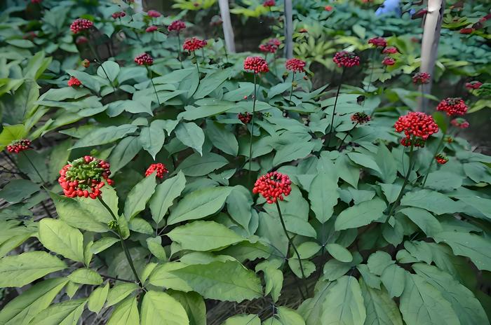 双星 人参茎叶皂苷片