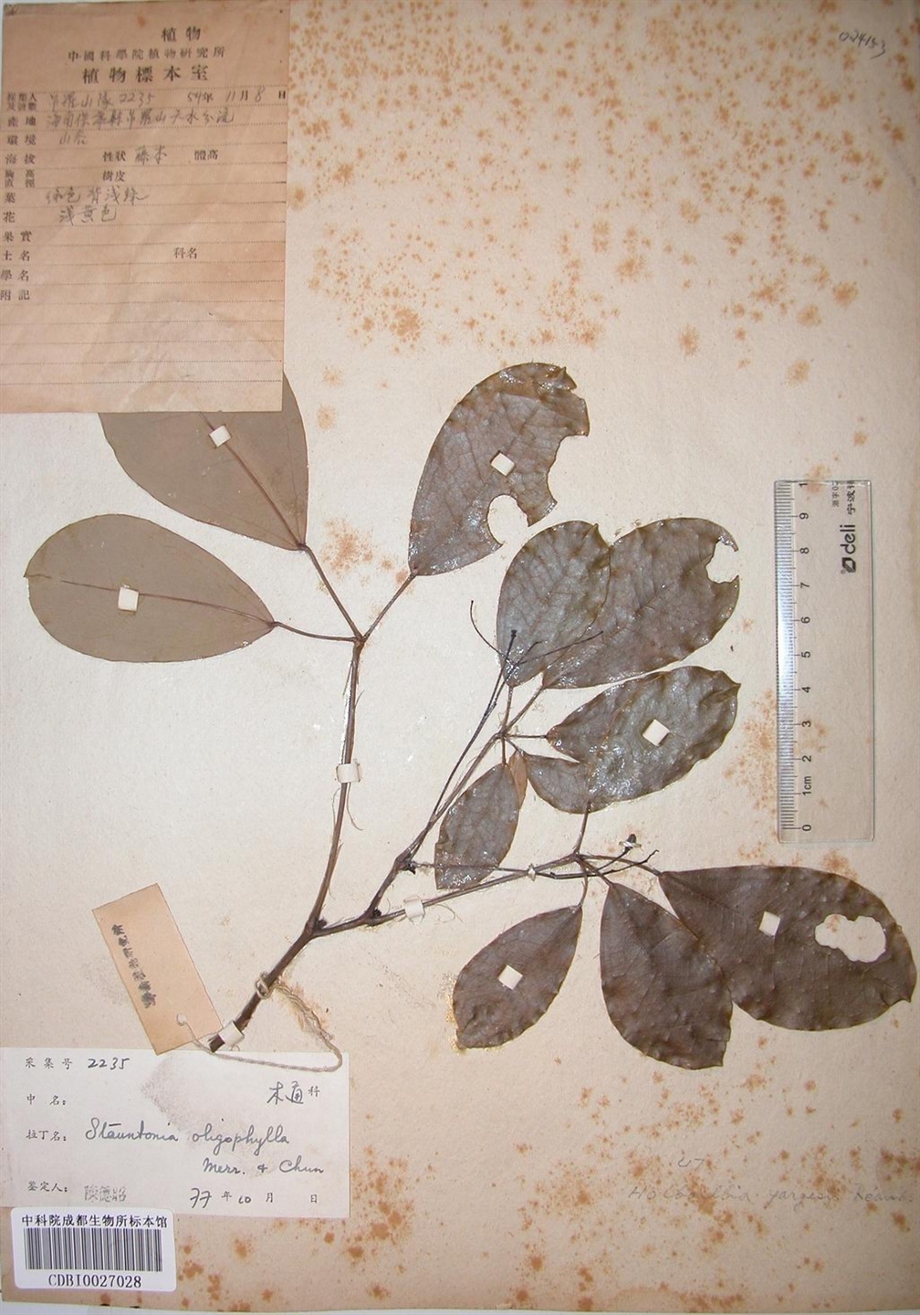 保利制药 野木瓜片