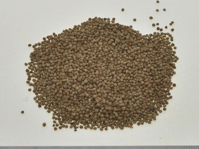 凯达 沙苑子胶囊