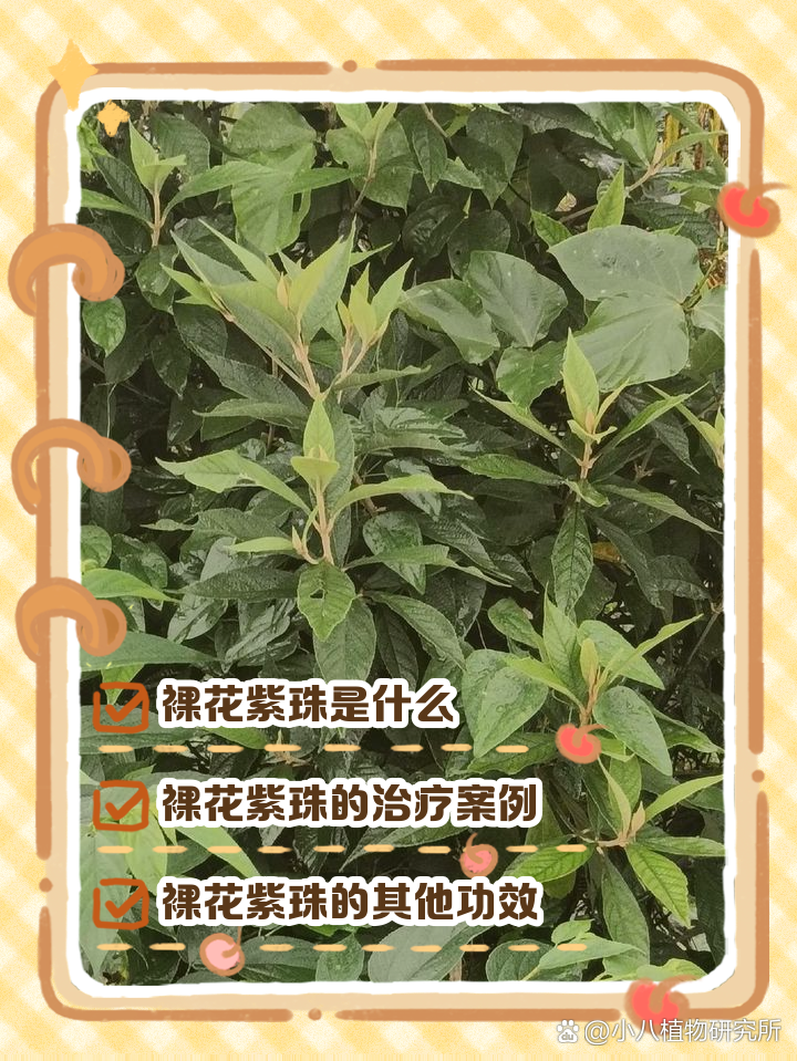 中盛合美 裸花紫珠胶囊