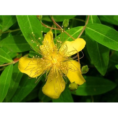 铁拐李牌 祖师麻膏药