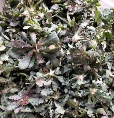 注射剂 苦碟子注射液