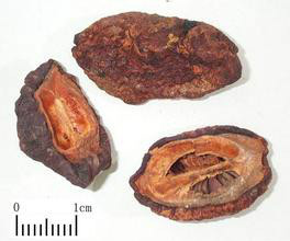 注射剂 野木瓜注射液