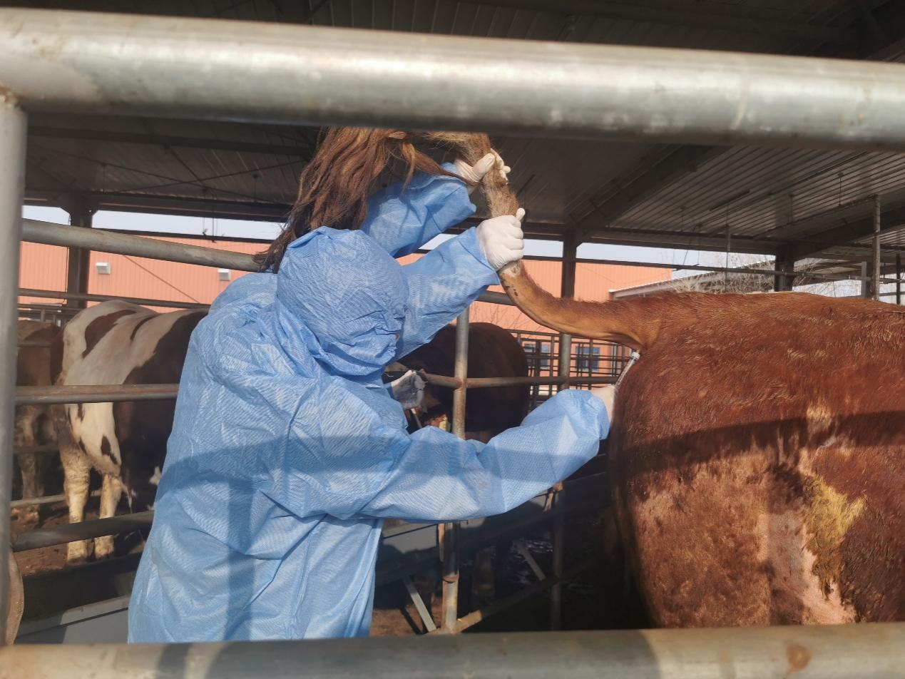 神经妥乐平 牛痘疫苗接种家兔炎症皮肤提取物注射液 神经痛