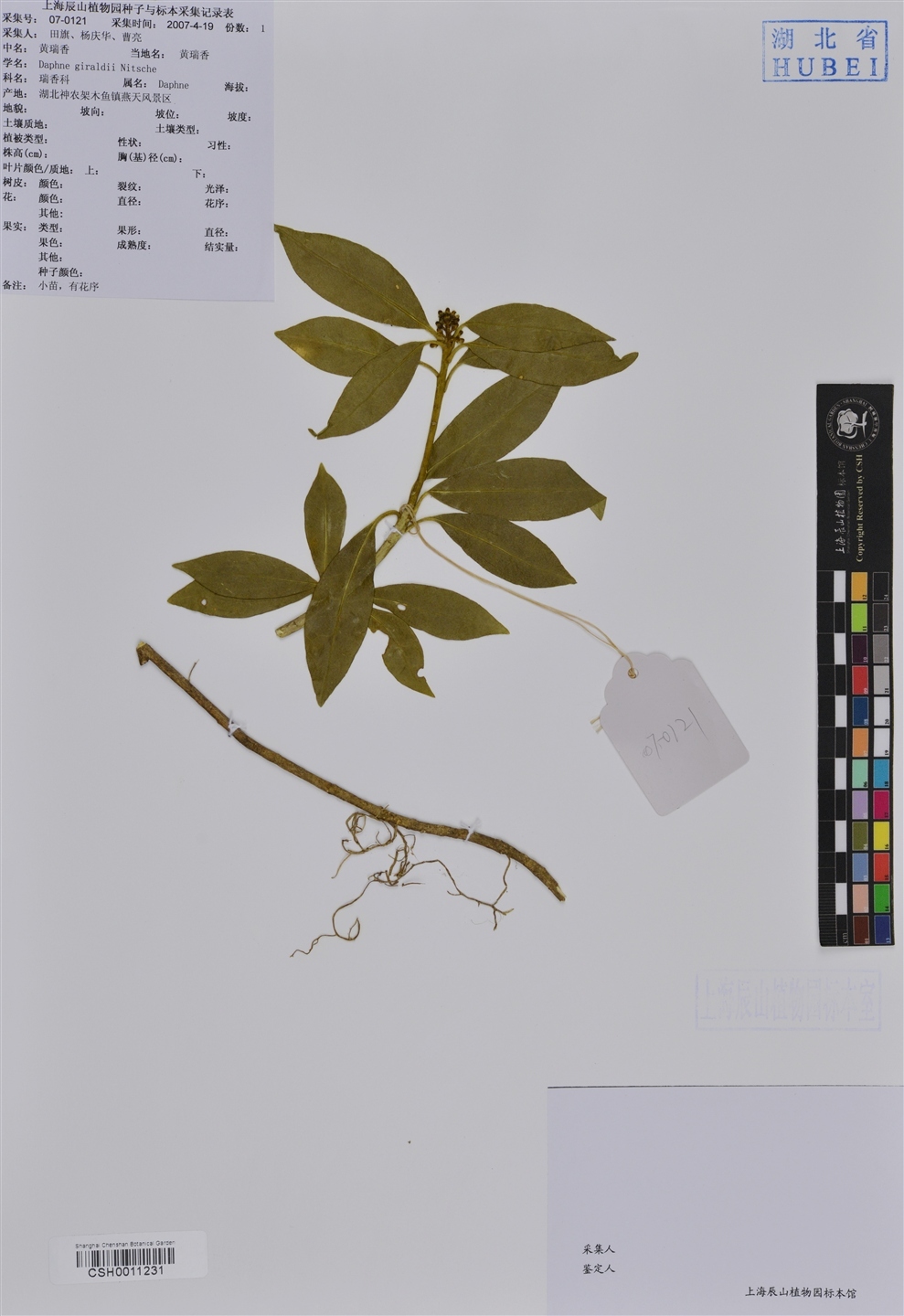 朗致 黄瑞香注射液