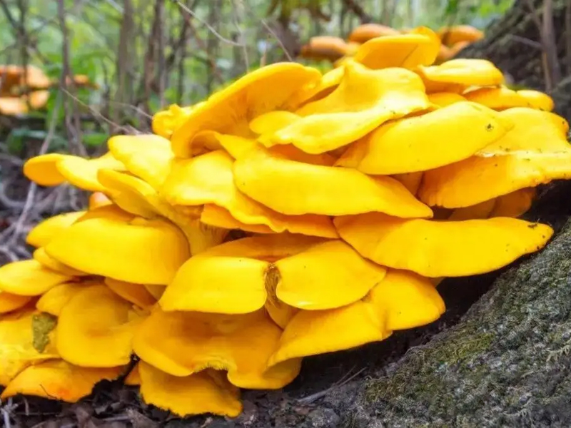 太阳神 金菇口服液