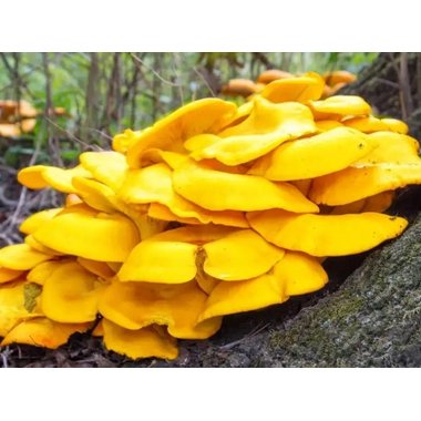 太阳神 金菇口服液 10ml*40支 广东太阳神集团有限公司