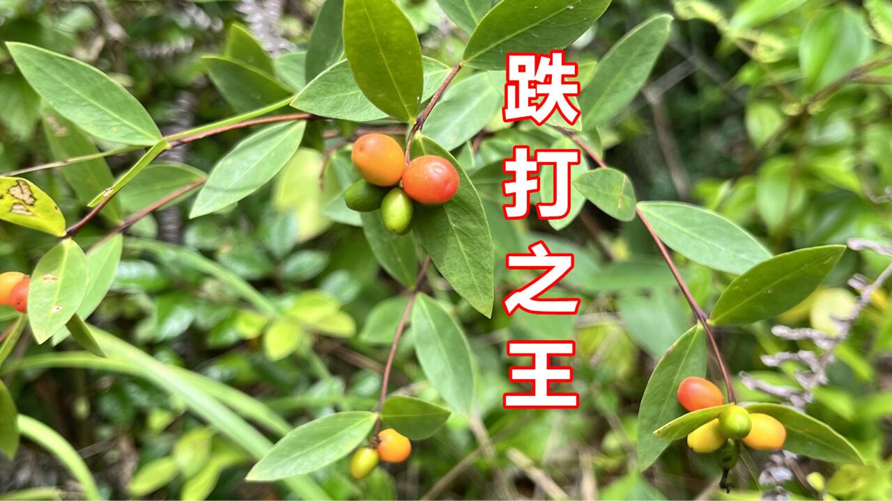 罗浮山国药 了哥王片