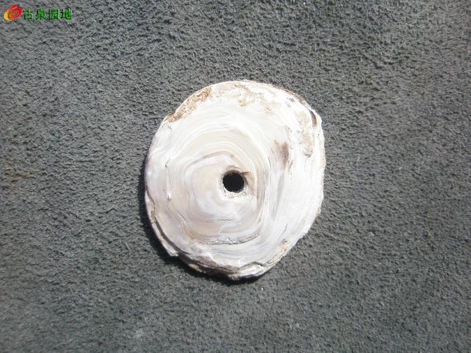 兰河 海贝胃疡胶囊