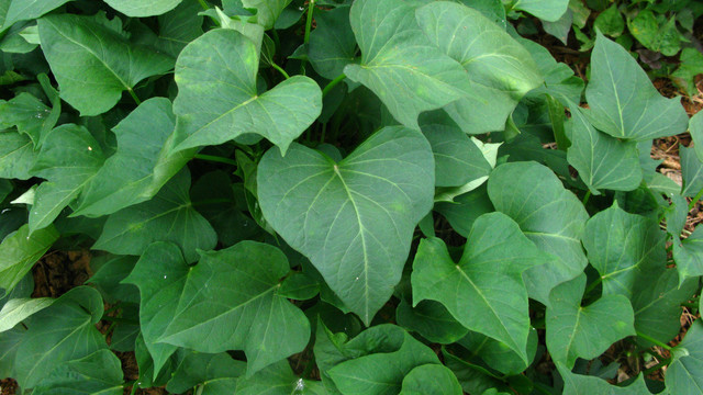 舒美达 金薯叶止血合剂