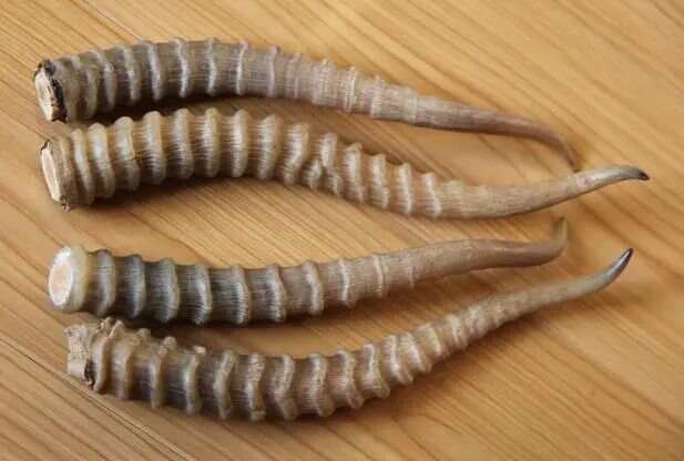 葵花 羚羊角颗粒