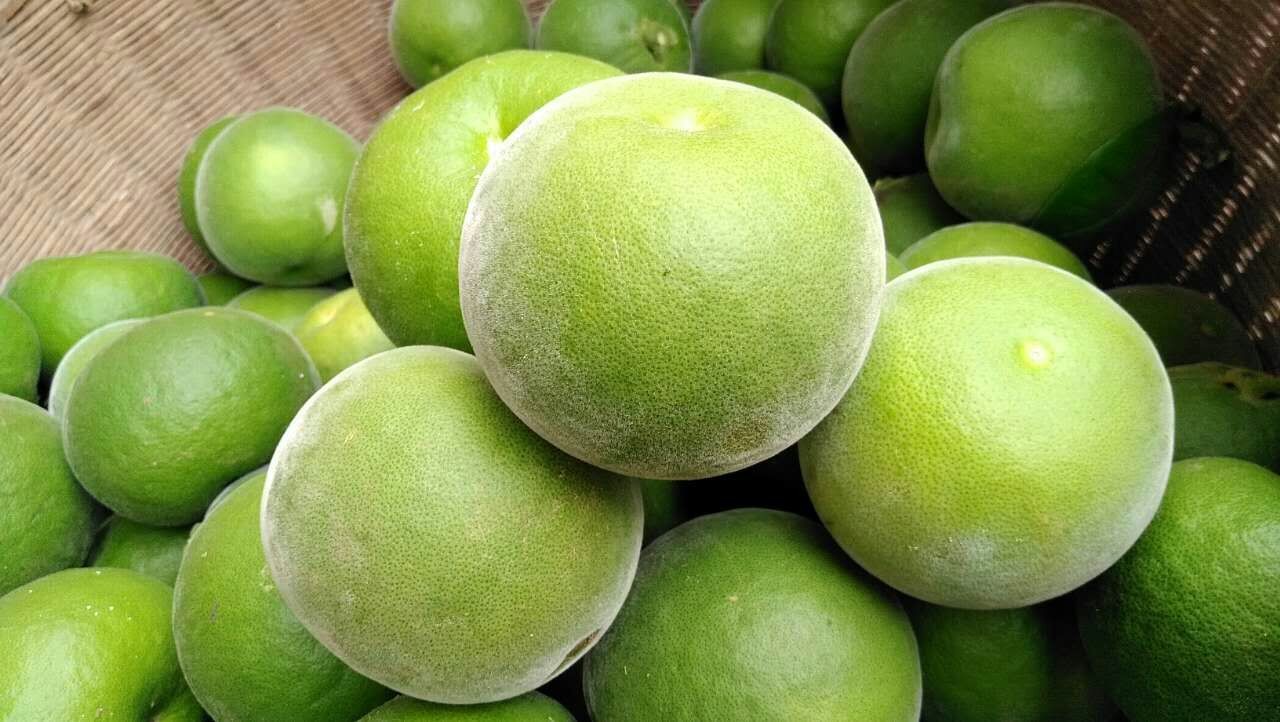 大峻 礞石滚痰片