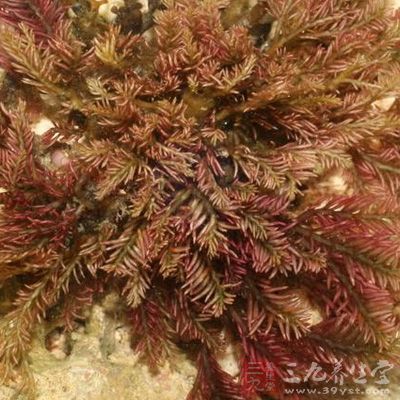 正大海尔 藻酸双酯钠片