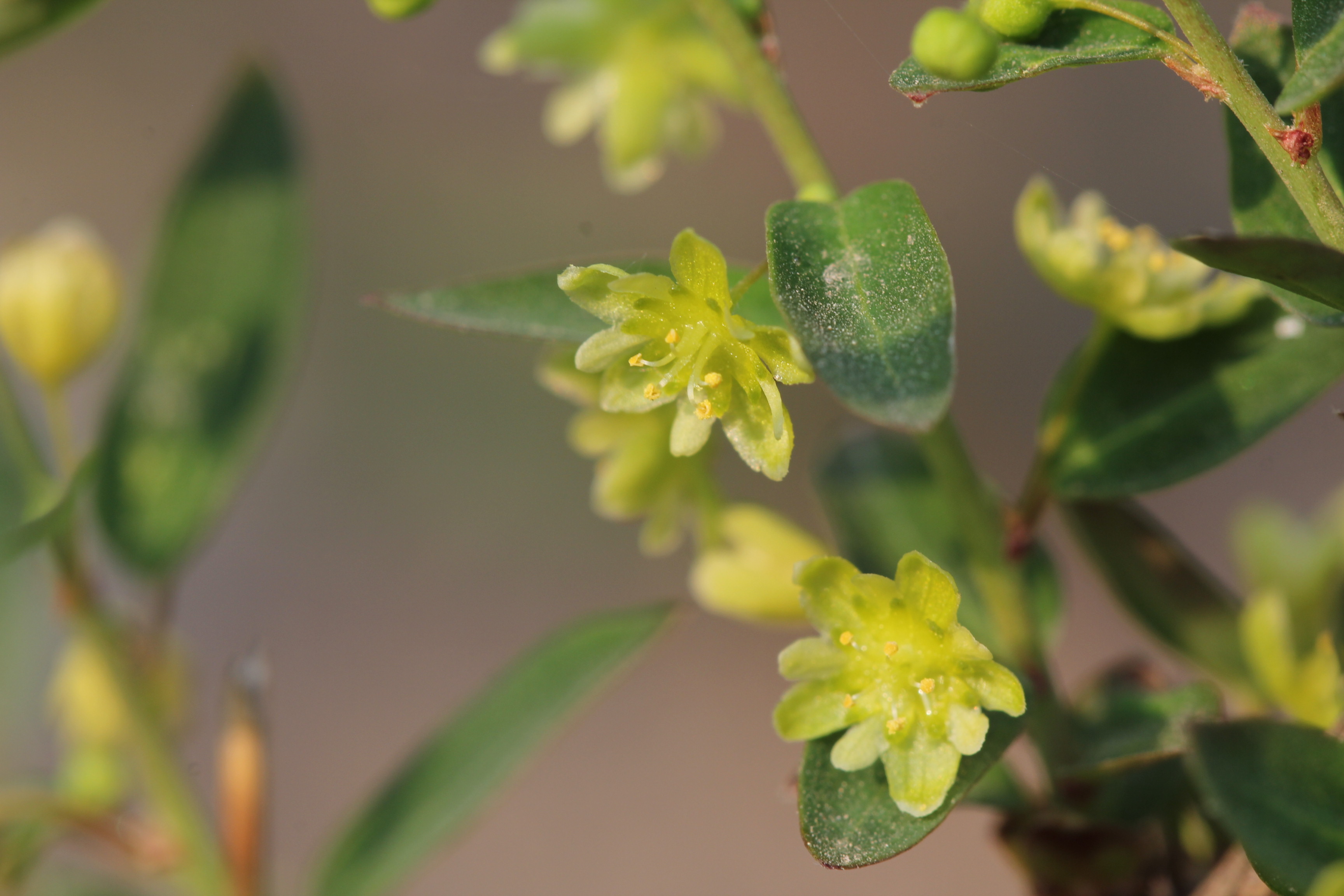 蓝绿康 叶下珠胶囊