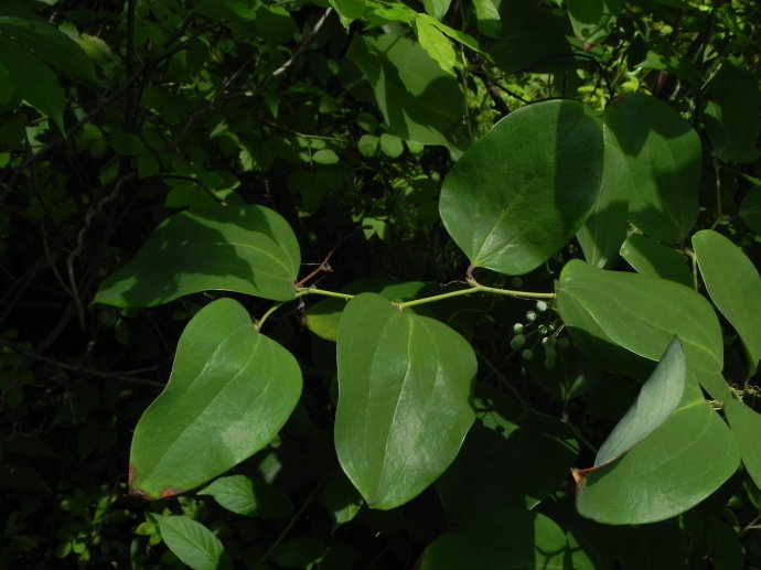 国华 复方菝葜颗粒
