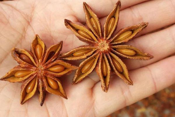 德润堂 八角茴香