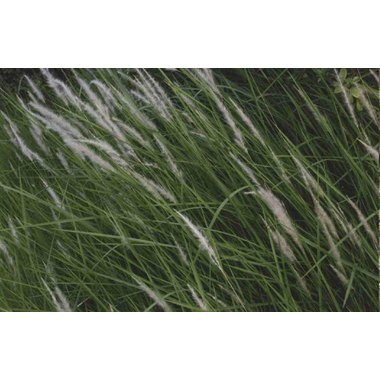 国强 白茅根 250g/袋 四川国强中药饮片有限公司