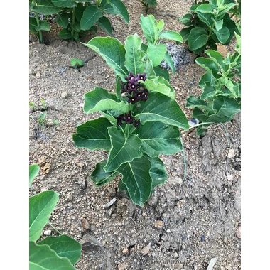 国强 白薇 100g/袋 四川国强中药饮片有限公司