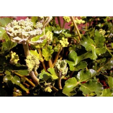 汇群 北沙参 0.25kg/包 广东汇群中药饮片股份有限公司