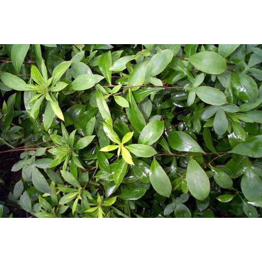 市久 关苍术 1kg/袋 安国市久旺药业有限公司