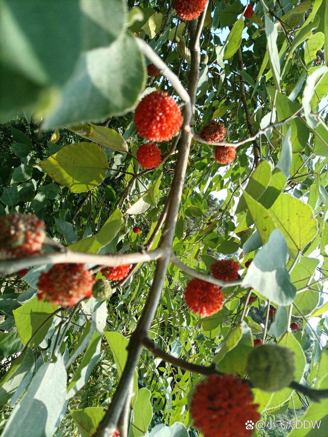 道地药材 楮实子