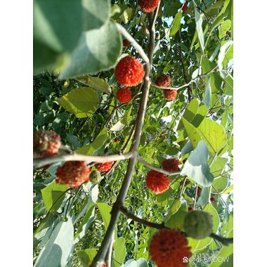 道地药材 楮实子 1000g/袋 湖北道地药材科技有限公司