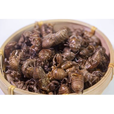 道地药材 蝉蜕  250g/袋 湖北道地药材科技有限公司