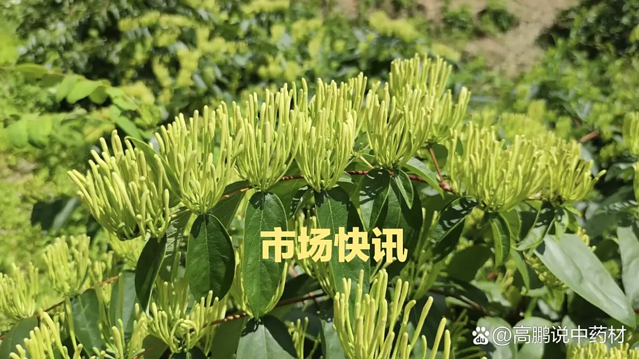 莉君 炒蔓荆子