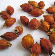 百合健康 炒栀子