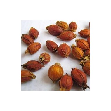 百合健康 炒栀子 1 河北百合健康药业有限公司