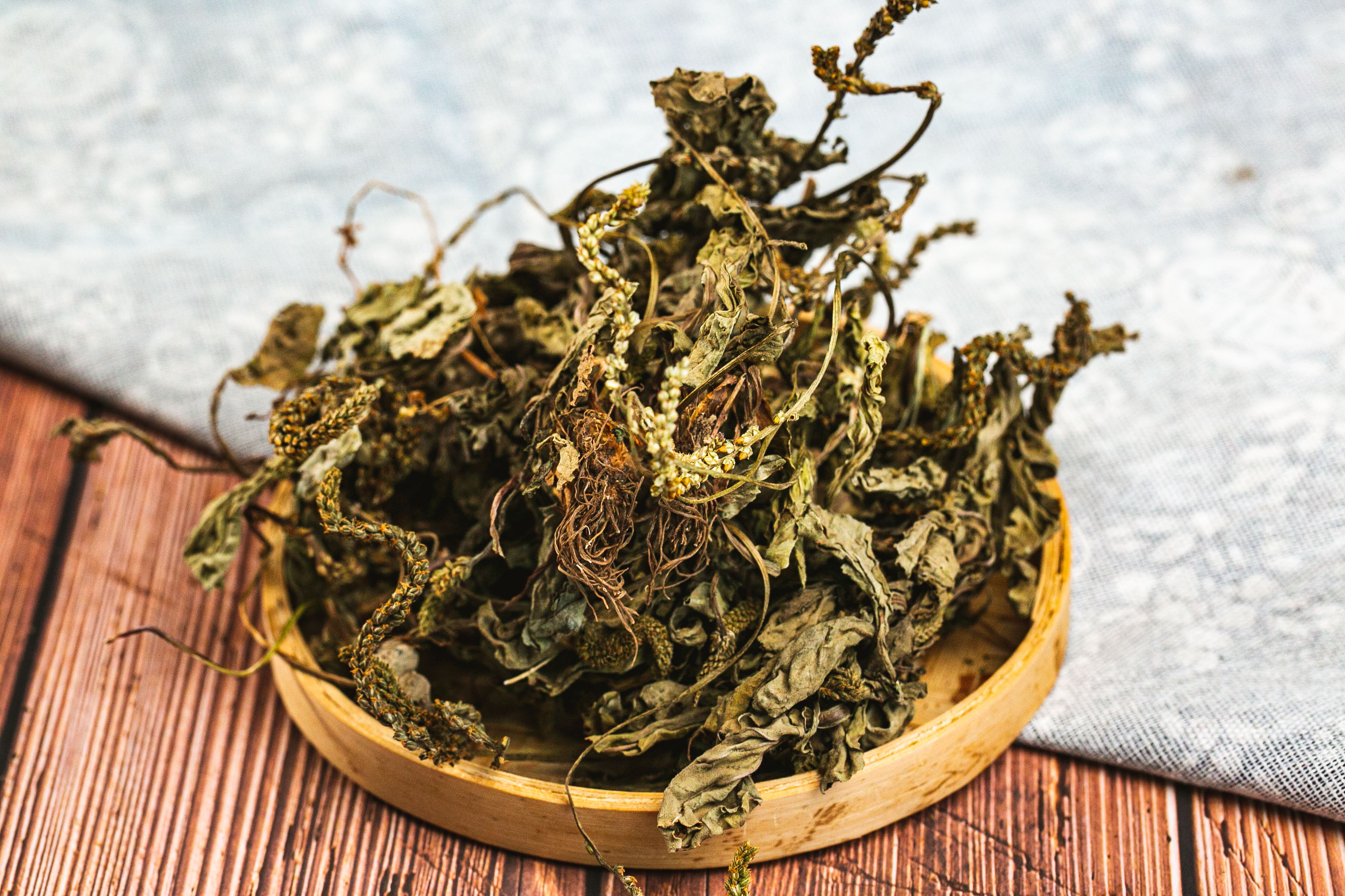 道地药材 车前草