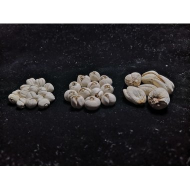 和生堂 川贝母（青贝) 10g/袋 江苏和生堂药业有限公司