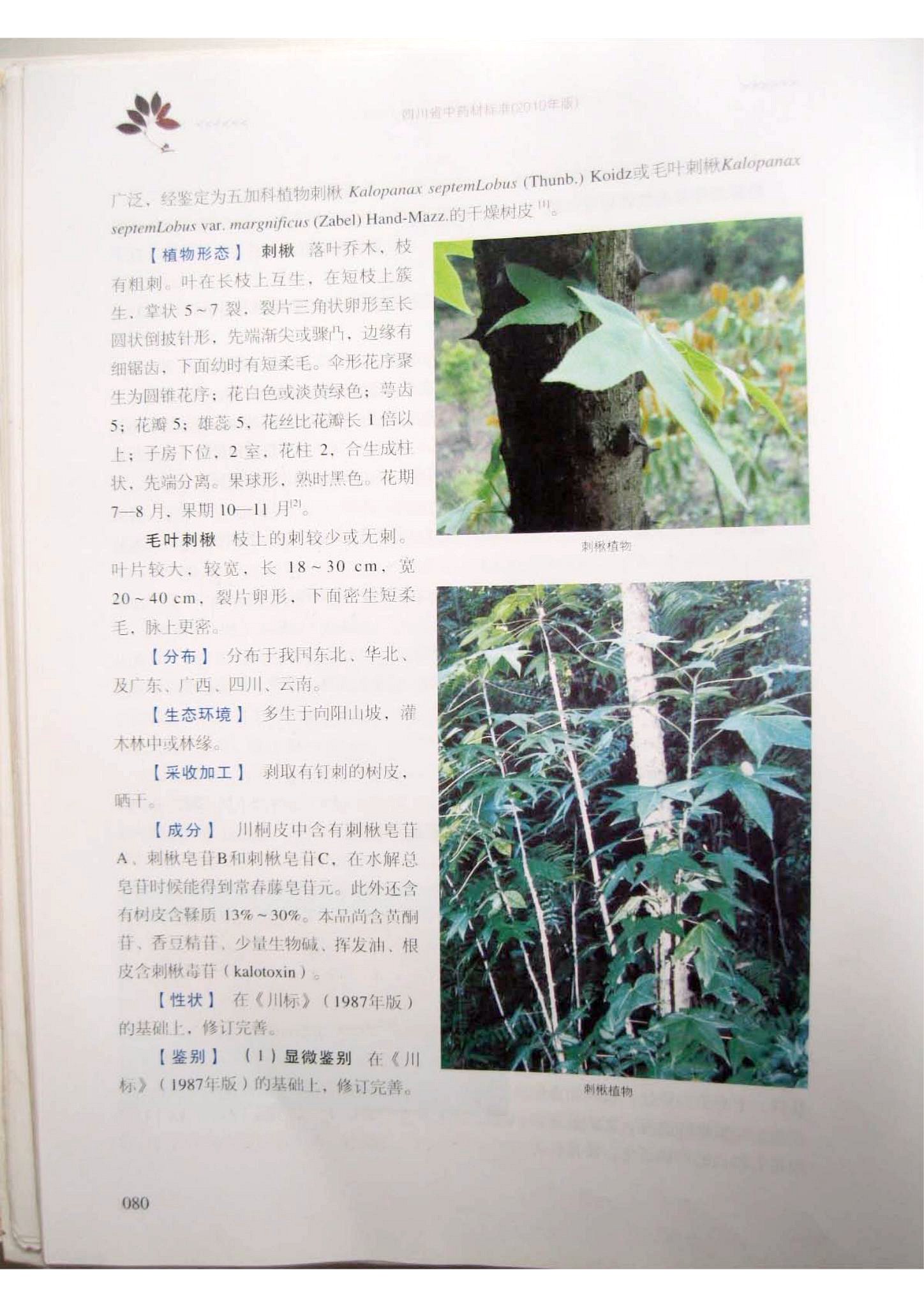 百合健康 川桐皮