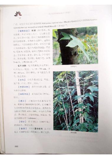 百合健康 川桐皮 1kg/袋/统 河北百合健康药业有限公司